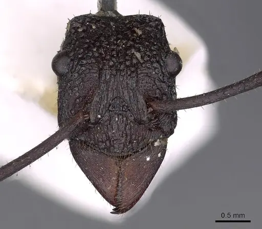 Rhytidoponera aciculata specimen