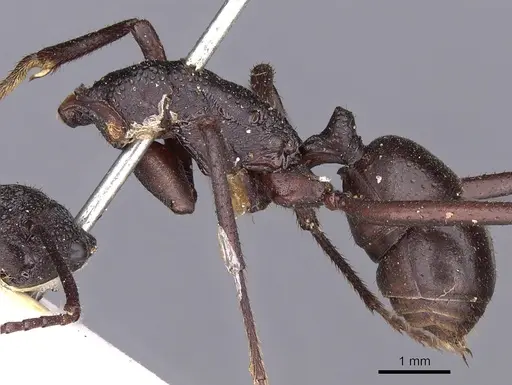 Rhytidoponera aciculata specimen