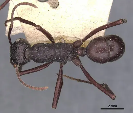 Rhytidoponera aciculata - CASENT0907135