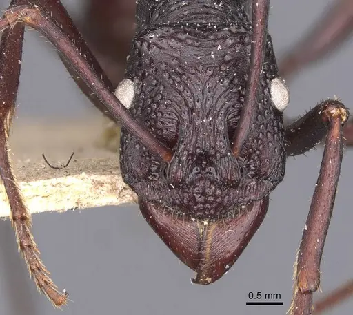 Rhytidoponera aciculata - CASENT0907135