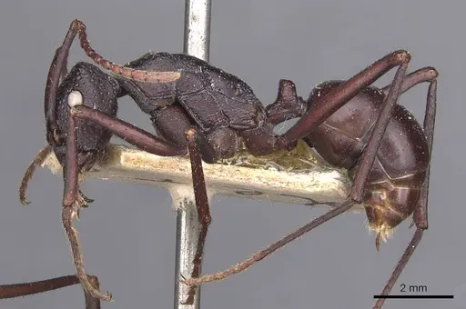 Rhytidoponera aciculata - CASENT0907135