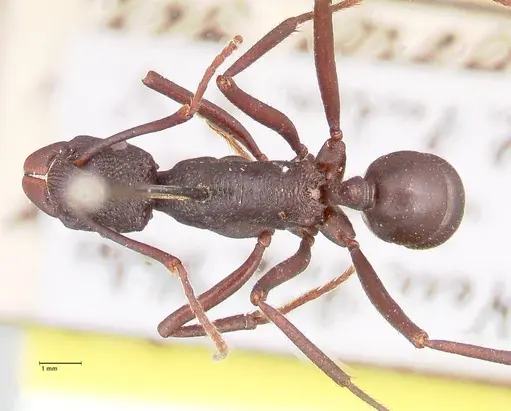 Rhytidoponera aciculata - FOCOL0910