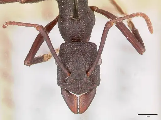 Rhytidoponera aciculata - FOCOL0910
