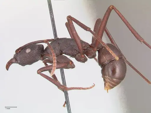 Rhytidoponera aciculata - FOCOL0910
