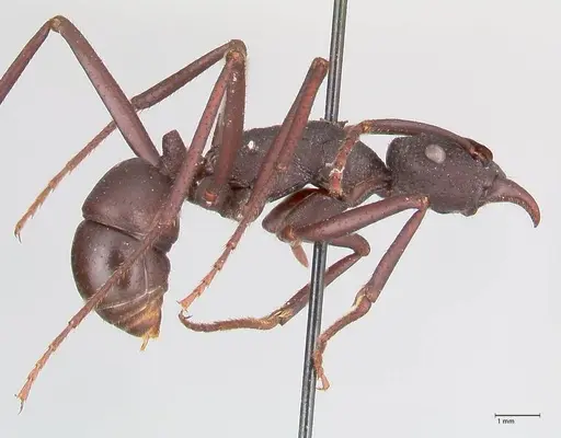 Rhytidoponera aciculata - FOCOL0910