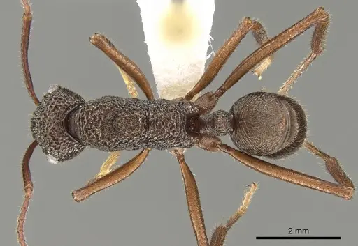 Rhytidoponera aenescens specimen