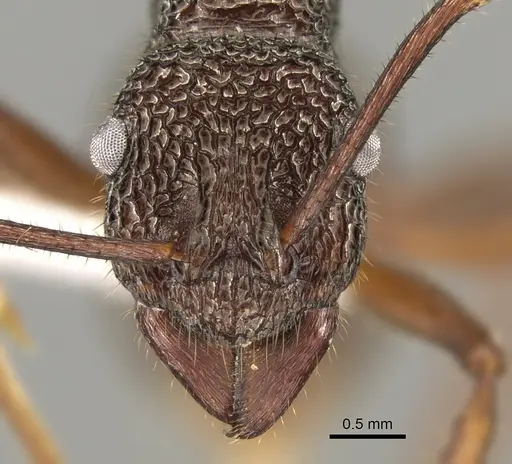 Rhytidoponera aenescens specimen
