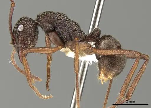 Rhytidoponera aenescens specimen