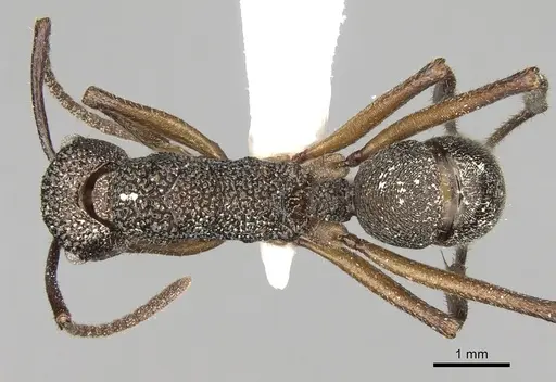 Rhytidoponera aenescens - CASENT0281835