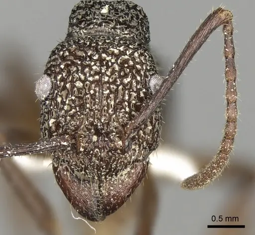 Rhytidoponera aenescens - CASENT0281835