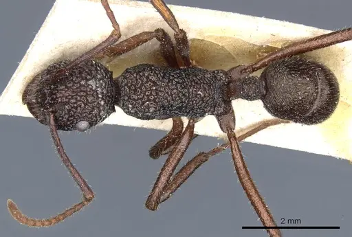 Rhytidoponera aenescens - CASENT0903826