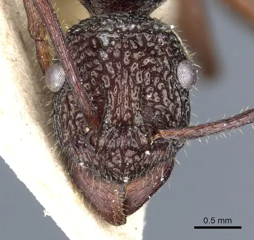 Rhytidoponera aenescens - CASENT0903826