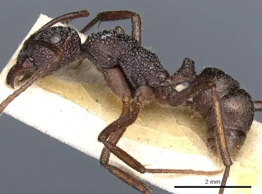 Rhytidoponera aenescens - CASENT0903826