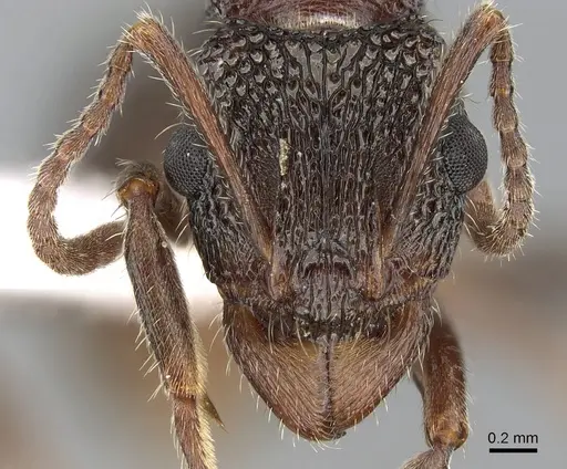 Rhytidoponera anceps specimen