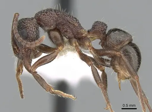 Rhytidoponera anceps specimen