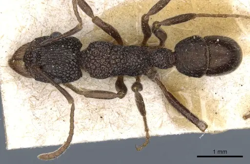 Rhytidoponera anceps - CASENT0903830