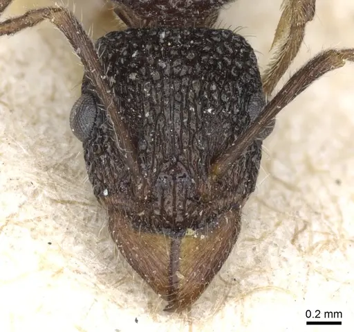 Rhytidoponera anceps - CASENT0903830