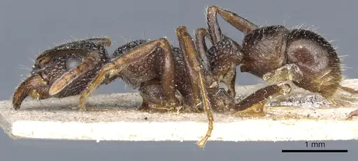 Rhytidoponera anceps - CASENT0903830