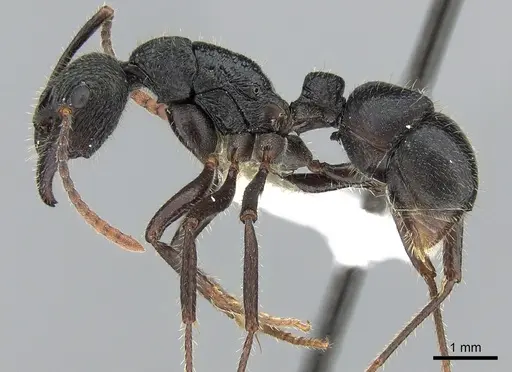 Rhytidoponera aquila specimen