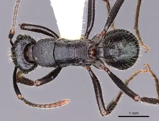 Rhytidoponera aquila - CASENT0900535