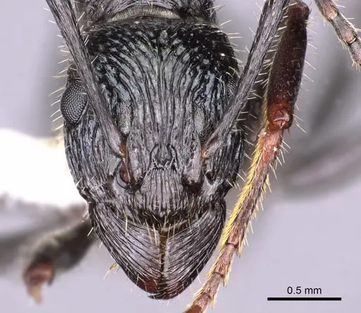 Rhytidoponera aquila - CASENT0900535