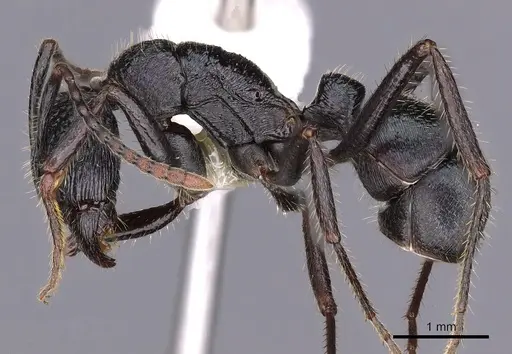 Rhytidoponera aquila - CASENT0900535