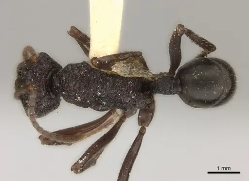 Rhytidoponera araneoides specimen