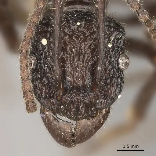 Rhytidoponera araneoides specimen