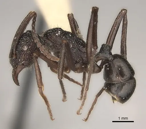 Rhytidoponera araneoides specimen