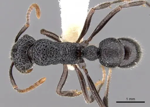 Rhytidoponera arborea specimen