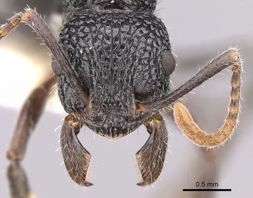 Rhytidoponera arborea specimen