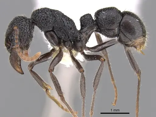 Rhytidoponera arborea specimen