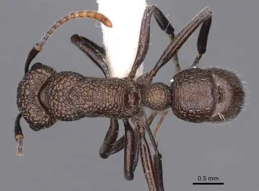 Rhytidoponera arborea - CASENT0900537