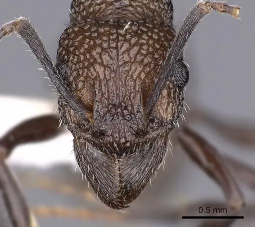 Rhytidoponera arborea - CASENT0900537