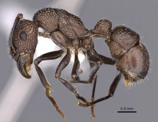 Rhytidoponera arborea - CASENT0900537