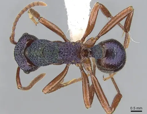Rhytidoponera aspera specimen