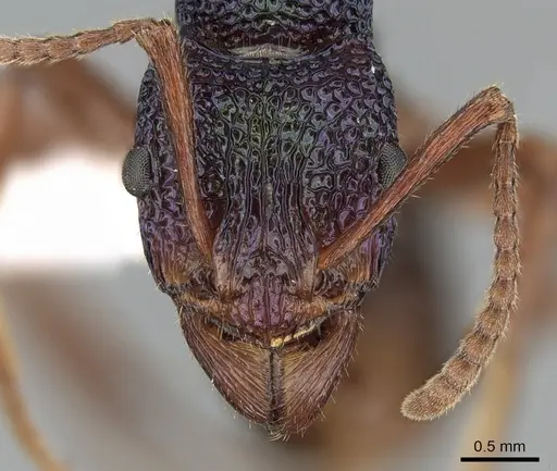 Rhytidoponera aspera specimen