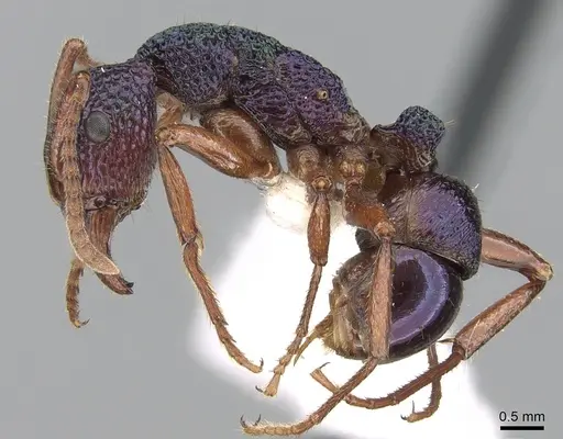 Rhytidoponera aspera specimen