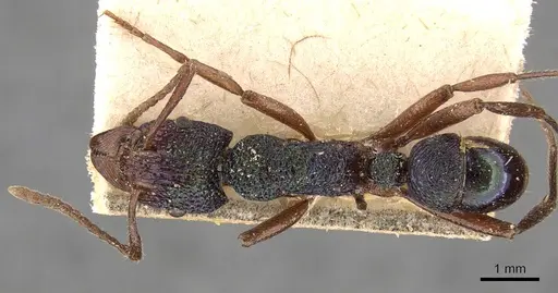 Rhytidoponera aspera - CASENT0907153