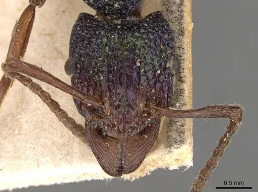 Rhytidoponera aspera - CASENT0907153