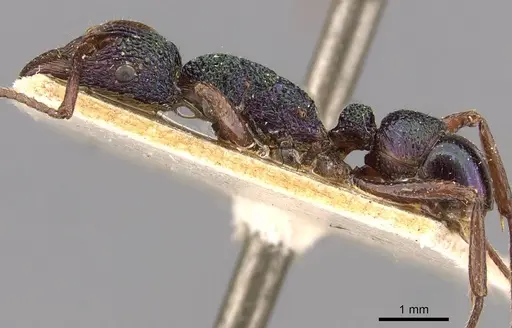 Rhytidoponera aspera - CASENT0907153