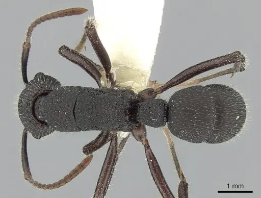 Rhytidoponera atropurpurea specimen