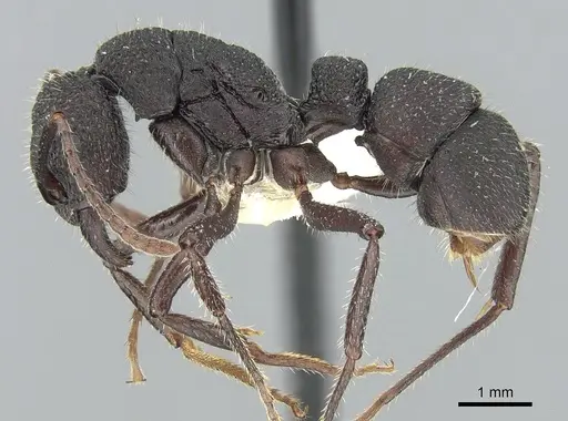 Rhytidoponera atropurpurea specimen