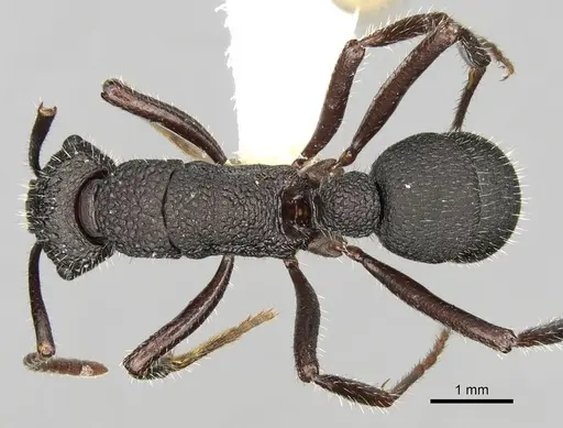 Rhytidoponera atropurpurea - CASENT0281831