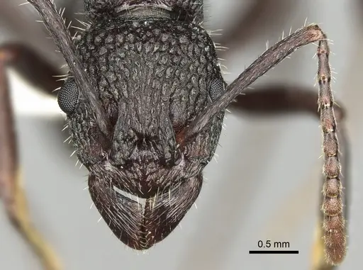 Rhytidoponera atropurpurea - CASENT0281831