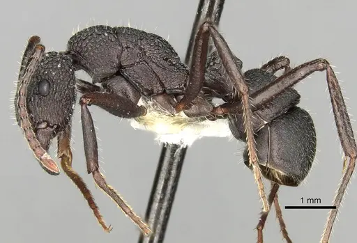 Rhytidoponera atropurpurea - CASENT0281831