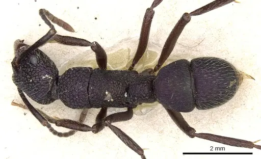 Rhytidoponera atropurpurea - CASENT0903825