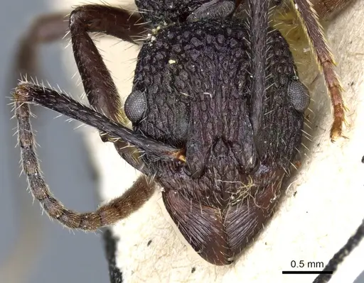 Rhytidoponera atropurpurea - CASENT0903825