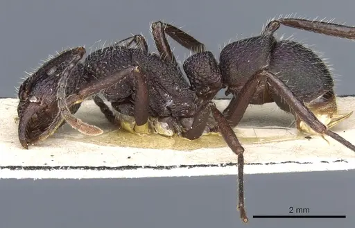 Rhytidoponera atropurpurea - CASENT0903825