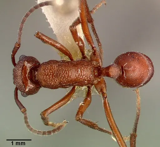 Rhytidoponera aurata specimen